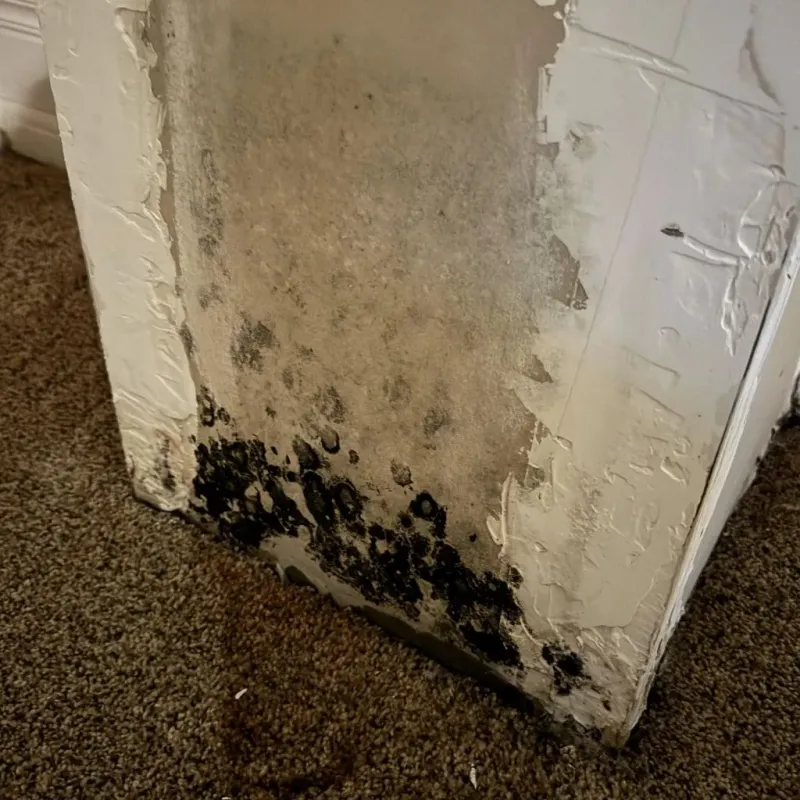 Professional Mold Removal in Olympia, WA